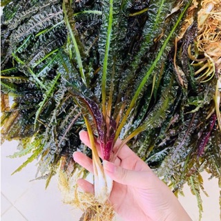 cây tiêu thảo xoăn thuỷ sinh - 1 khóm cây tiêu thảo xoăn thuỷ sinh