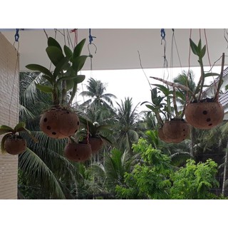 Chậu Gáo Dừa Trồng Lan