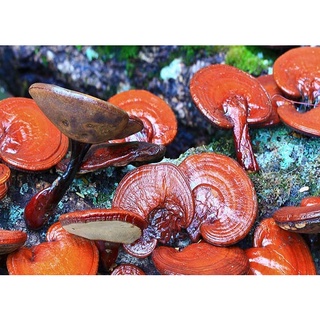 Cao Khô Linh Chi (1000g)