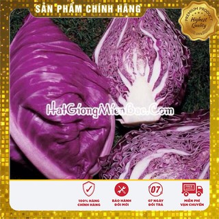 Hạt Giống Cải Bắp Tím(40 hạt)