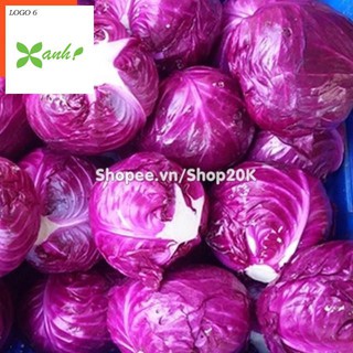 Hạt giống Bắp cải tím