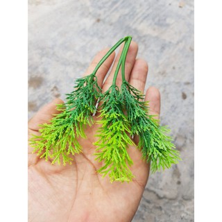 cỏ điểm 100gram