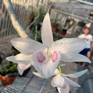 giả hạc gieo hạt mã số 12