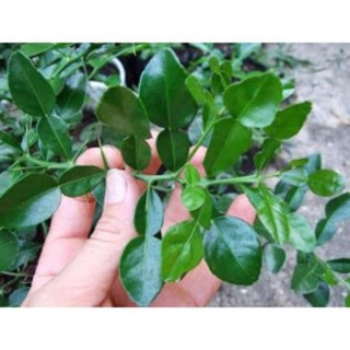 Cây chanh thái (cây trúc) , cây đẹp, giống chuẩn