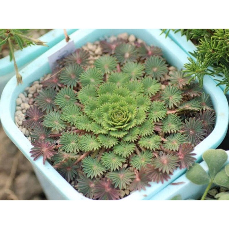Combo củ oxalis cọ - Oxalis palmifrons