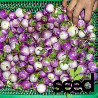 1G - Hạt Giống Cà Pháo Tím Tiểu Yến
