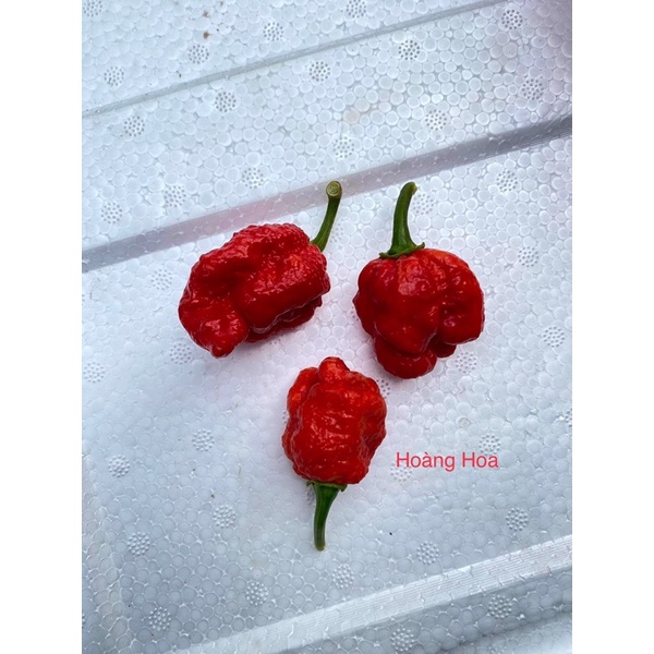 Hạt ớt Hurt berry