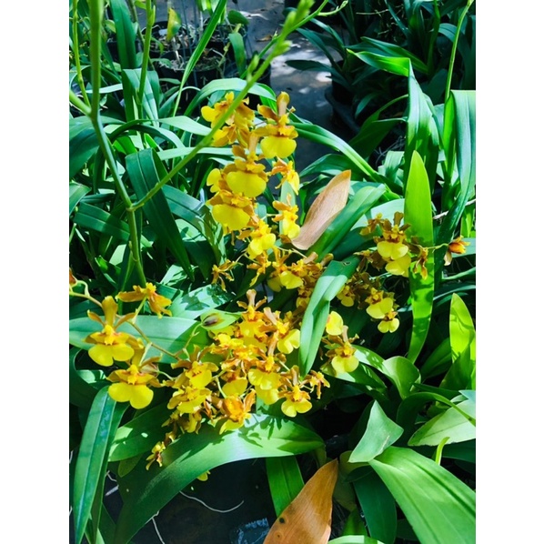 Lan vũ Nữ Anh Đào thơm chậu đang vòi hoa