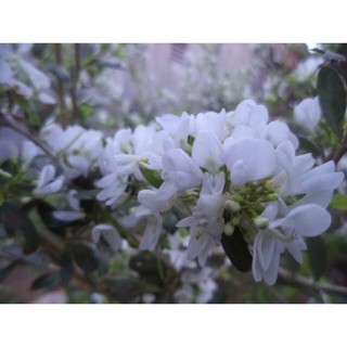 CHẬU CÂY LINH SAM (CÂY SAM NÚI ) DÒNG ĐỘT BIẾN HOA TRẮNG- SIÊU BÔNG , cam kết uy tín chất lượng