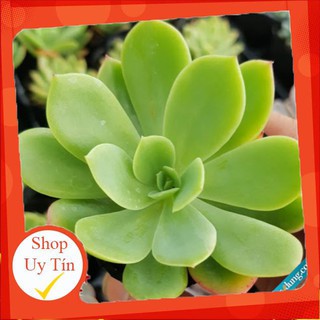 sen đá Sen bèo🍏 |FREESHIP| 🔥 XỨ NÓNG, ĐÃ THUẦN KHÍ HẬU, KHOẺ ĐẸP 🍏 LỖI 1 ĐỔI 1