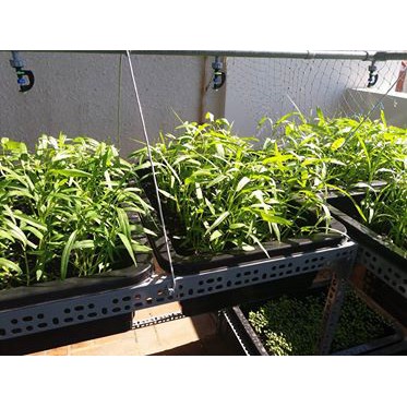 Rau Muống Lá Tre Cao Sản 211