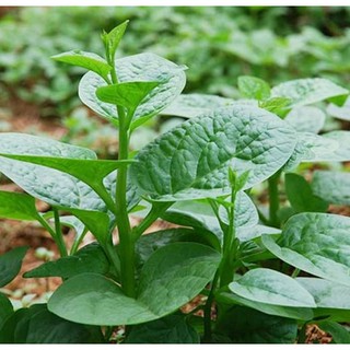 Hạt giống mồng tơi lá to