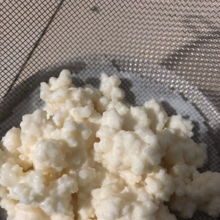 Nấm kefir nấm sữa chua