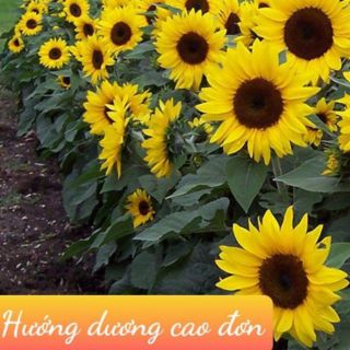 Gói 250 hạt hướng dương cao, đơn bông, bông to