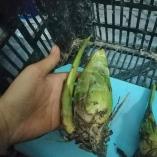 Củ hoa địa lan sato