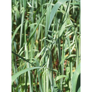 Hạt Giống Cỏ Yến Mạch 50g – Hạt Giống Cỏ Chăn Nuôi Chịu Lạnh Tốt - Chăn Nuôi Gia Súc Lớn và có thể dùng nuôi mèo