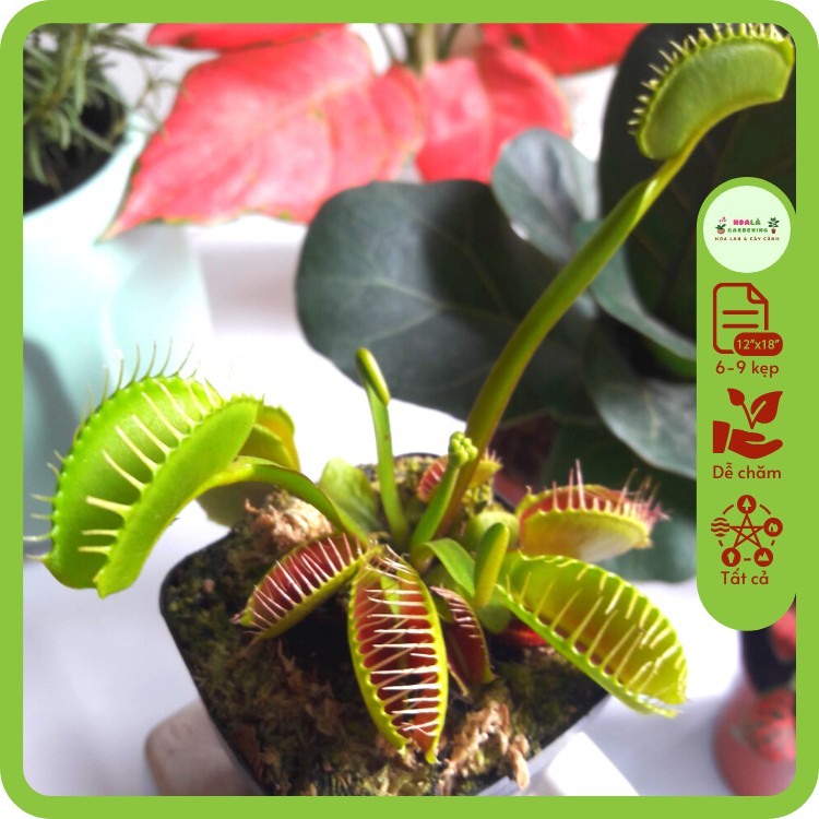 Cây bẫy kẹp bắt mồi venus flytrap kèm chậu (chậu 6-9 kẹp, tặng kèm đất trồng)