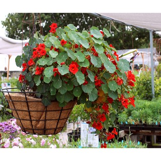 hạt giống hoa Sen cạn f1