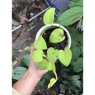 Cây giống trầu bà/ Neon Pothos