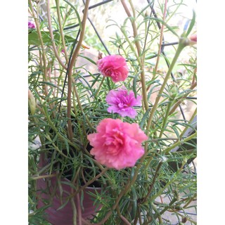Chậu hoa 10 giờ mix nhiều màu