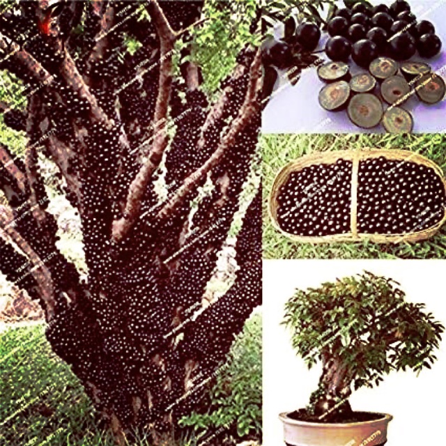Cây giống nho thân gỗ