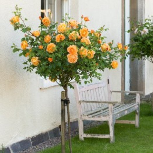 Hạt giống hoa hồng thân gỗ (Rose Tree) 10 hạt/ gói