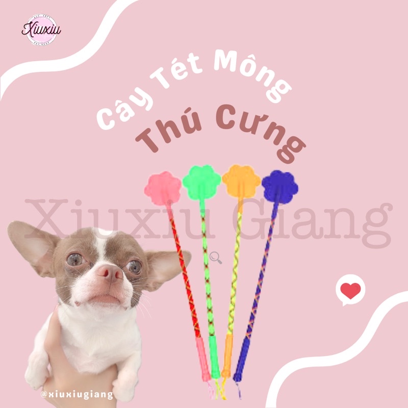 Cây Tét Mông Thú Cưng - Xiuxiu Giang