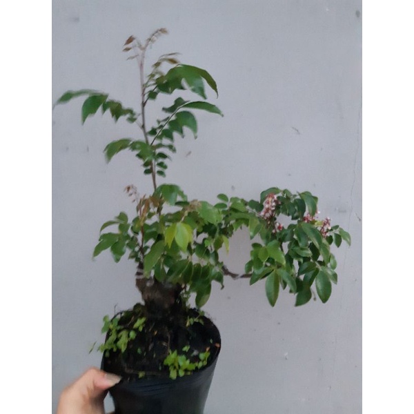 Cây khế NHẬT bonsai SIÊU TRÁI