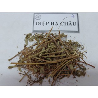 Diệp hạ châu / chó đẻ 500g