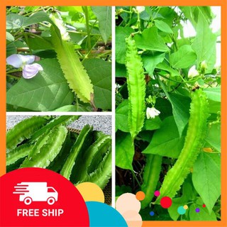 Gói 10 hạt giống đậu rồng LUCKYVN