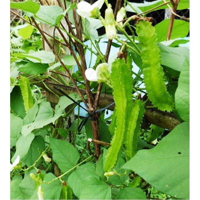 Hạt giống đậu rồng cao sản  KNS1070 - Gói 5gram