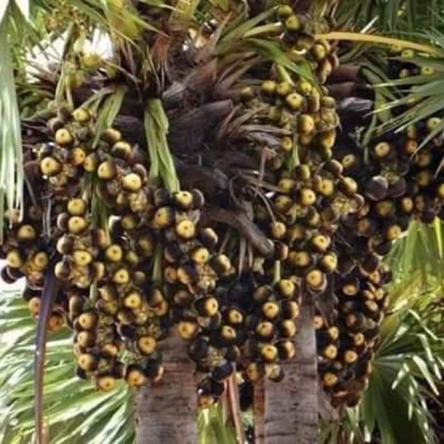 Cây Cây Thốt Nốt ...8 tháng cây cho trái  - Cây Giống Nhập Khẩu