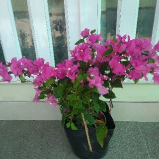 Giấy màu sát pháo