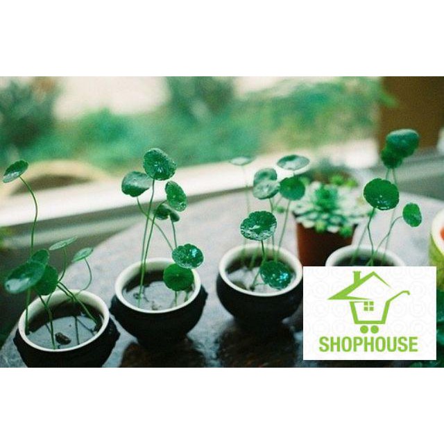 shophouse 40 Hạt giống cỏ may mắn/ hạt giống lá tiền su có thể trồng trong nước bể nuôi cá  SHOP HOUSE  TẾT KHUYẾN MẠI