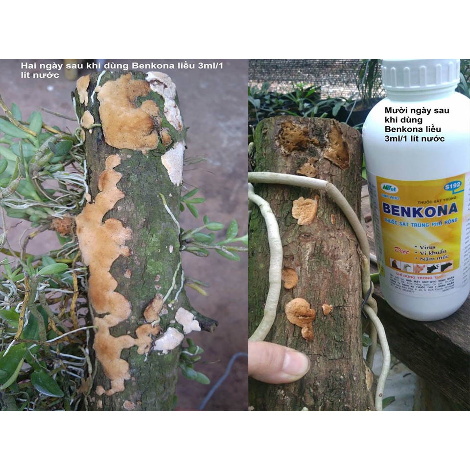 [SIEURE] sát khuẩn, khử trùng Benkona (chai 100ml) hàng đẹp, phân phối chuyên nghiệp.