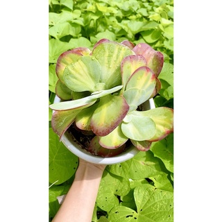 sen đá bươm bướm sz 20cm