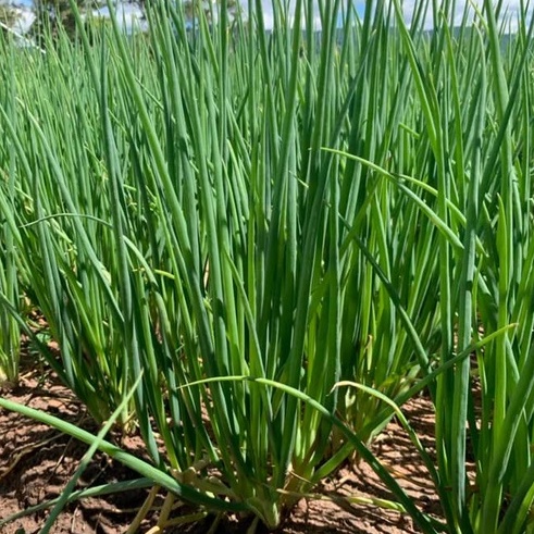 Hạt Giống Hành Hương Cao Sản VA.307