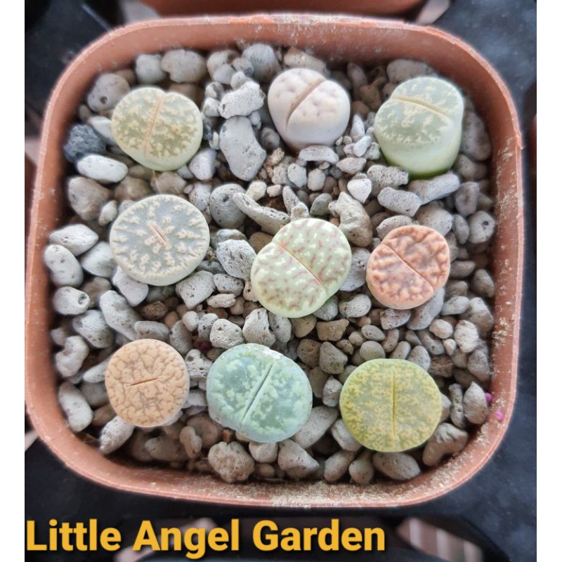 9 cây sen mông - lithops - thạch lan size 1cm - 1,2cm | Kèm chậu nhựa và đất trồng