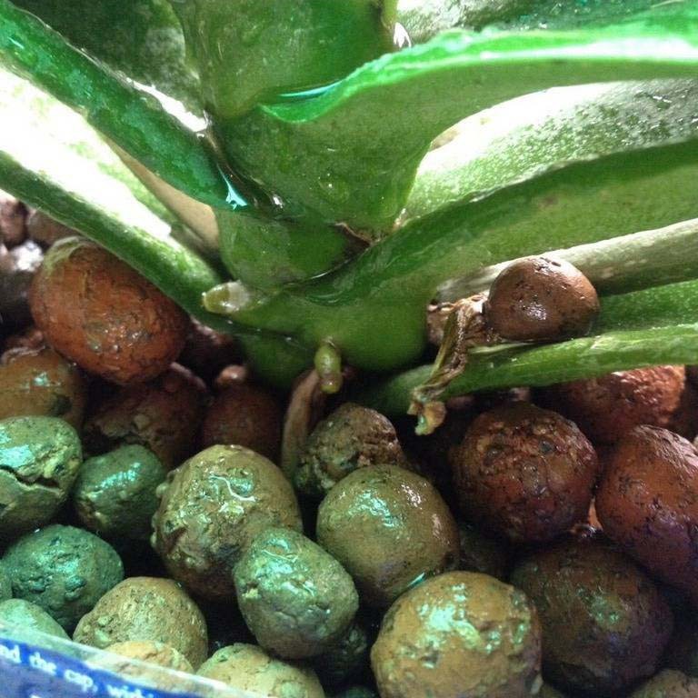 Đất Sét Nung Trồng Cây, Trồng Rau (Gói 900gr)