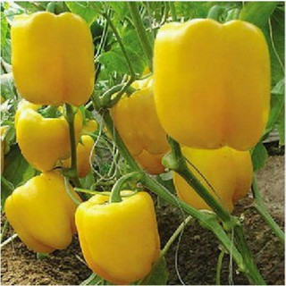 Hạt giống Ớt ngọt vàng