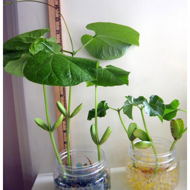 Đậu thần kỳ I LOVE YOU