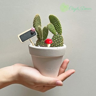 Cây xương rồng chậu đất nung bao gồm chậu để bàn xinh xắn (ảnh thật)