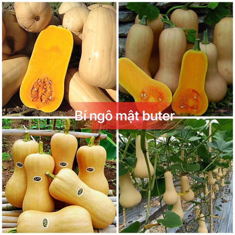 Hạt giống bí ngô mật butter cao sản F1