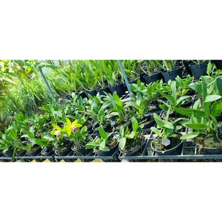 HOA LAN CATT XANH LƯỠI TÍM
