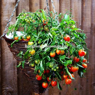 10H - hạt giống cà chua cherry rũ đỏ