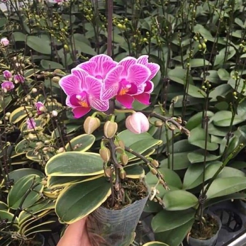 Lan hồ điệp lá biên size to