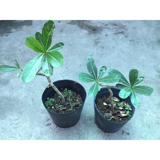 Cây sứ bầu ổn định sắp hoa