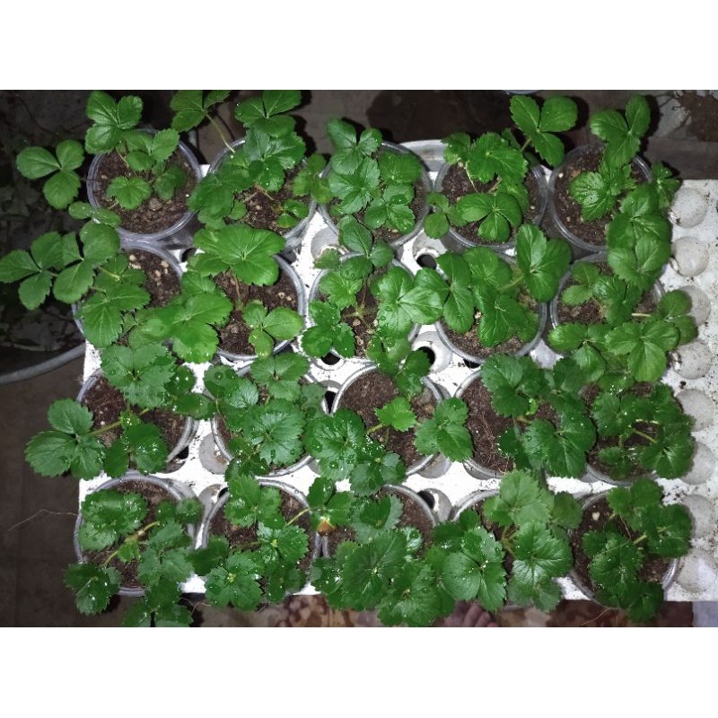 Combo 5 Dâu tây cấy mô các giống trồng ổn định trong ly