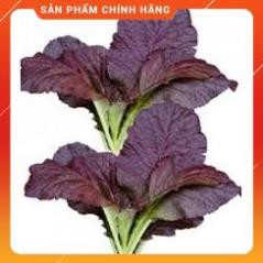 HẠT GIỐNG CẢI CHÍP ĐỎ GÓI 2 GRAM