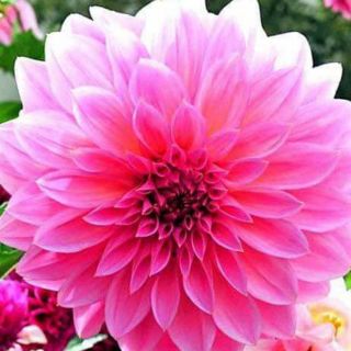 Compo chậu nhựa xích treo -  cây hoa thược dược 25 cây đủ màu